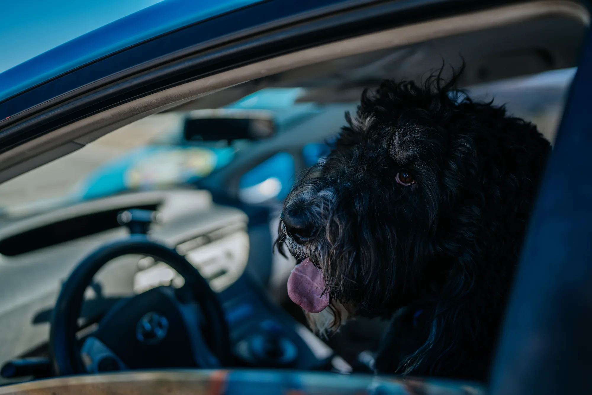 Black doodle looking out the window of a Scoop & Skedaddle company car
