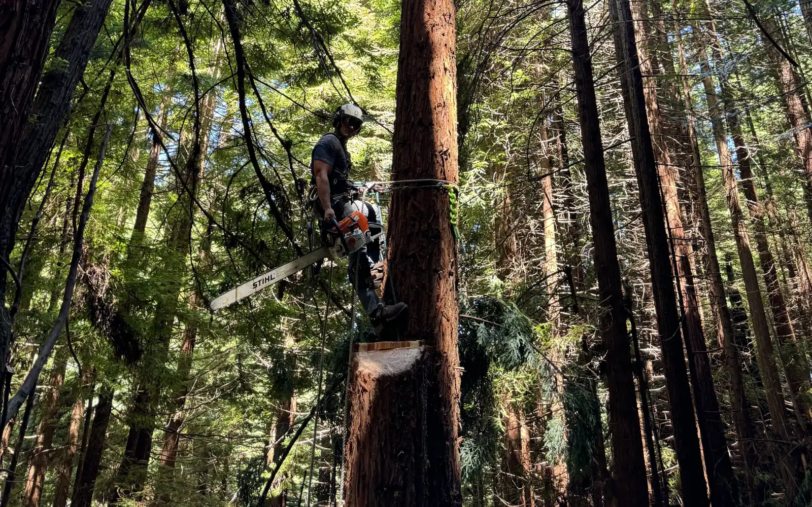 True Tree Service climber standing on a topped redwood spar high above the forest floor