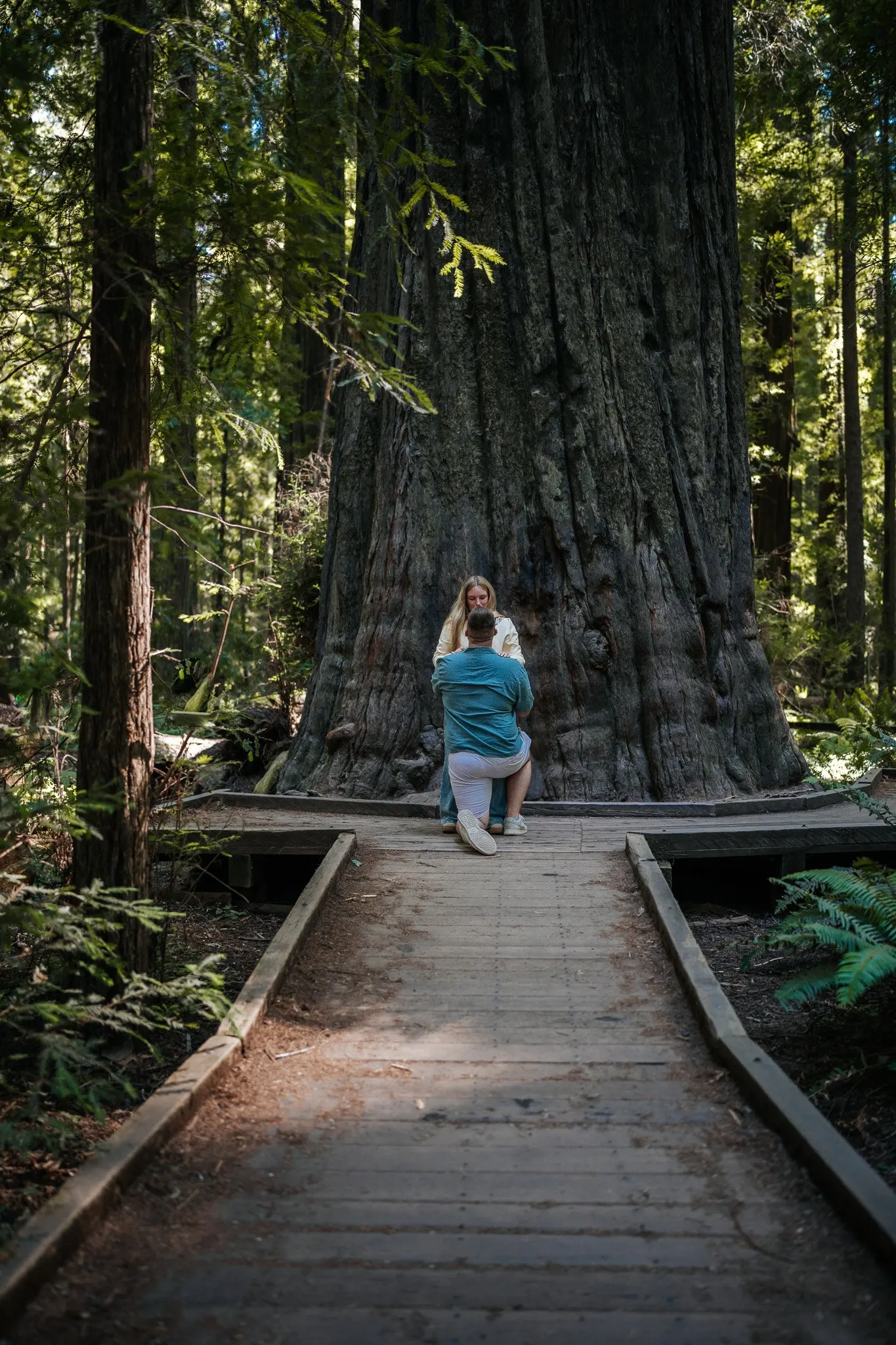 Surprise proposal moment beneath old-growth redwoods