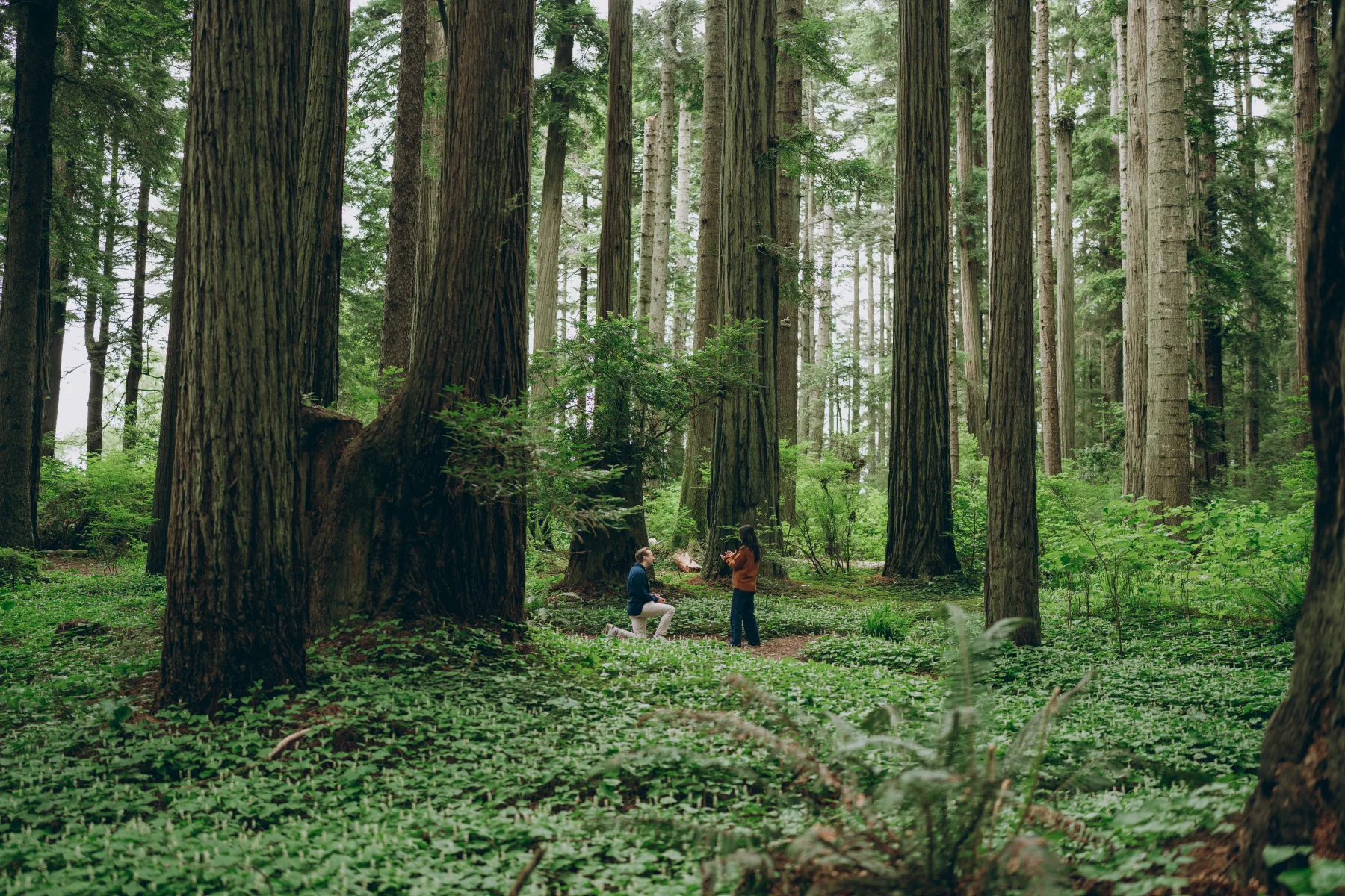 Couple in an old-growth redwood grove on the North Coast. Founders Grove area