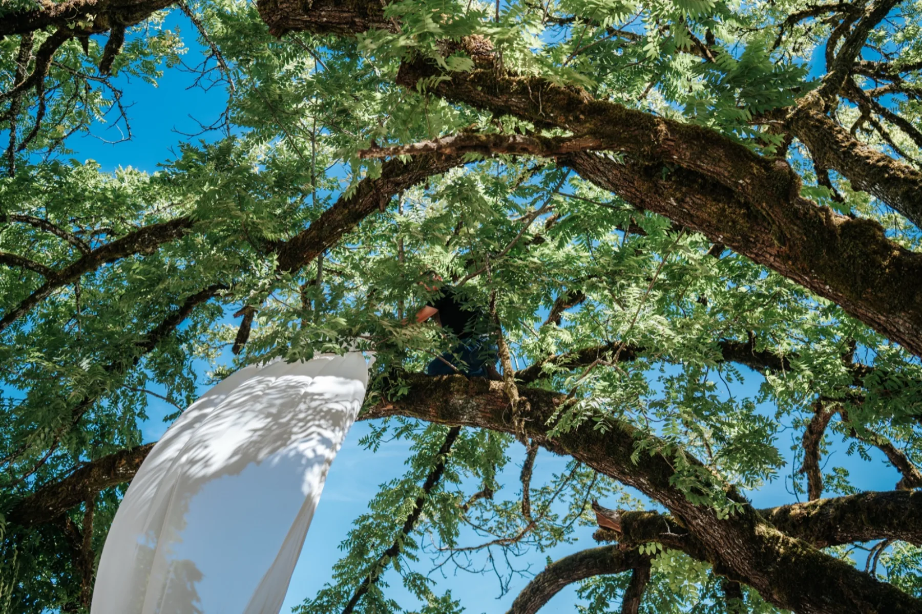 Redwood-canopy wedding ceremony, verified five-star reviews