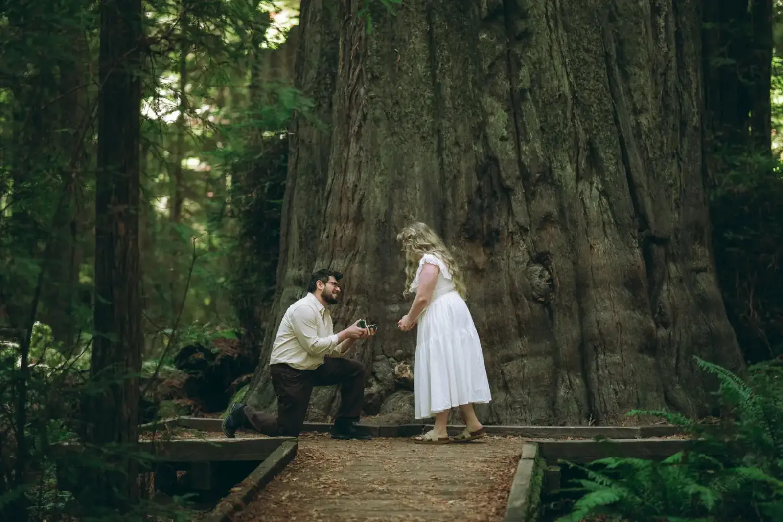 Surprise proposal at Founders Grove in the Avenue of the Giants redwoods